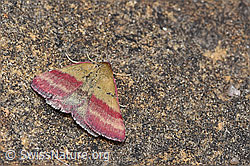 Phytometra viridaria (15.06.2026, F328634) Phytometra viridaria (15.06.2026, F328634)