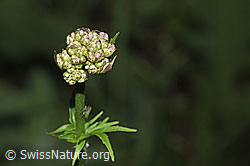 Gebräuchlicher Baldrian (Valeriana officinalis) (F328860) Gebräuchlicher Baldrian (Valeriana officinalis) (F328860)