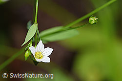 Linum catharticum (20.06.2026, F328875) Linum catharticum (20.06.2026, F328875)