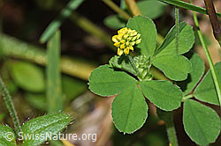Medicago lupulina (20.06.2026, F328880) Medicago lupulina (20.06.2026, F328880)