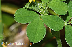 Medicago lupulina (F328881) Medicago lupulina (F328881)