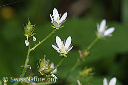 Rundblättriger Steinbrech (Saxifraga rotundifolia) (F328890) Rundblättriger Steinbrech (Saxifraga rotundifolia) (F328890)
