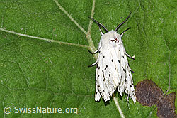 Spilosoma lubricipeda (F328998) Spilosoma lubricipeda (F328998)
