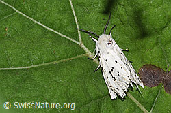 Spilosoma lubricipeda (20.06.2026, F329000) Spilosoma lubricipeda (20.06.2026, F329000)