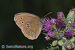 Aphantopus hyperantus