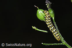 Shargacucullia scrophulariae caterpillar on Scrophularia nodosa (F329219) Shargacucullia scrophulariae caterpillar on Scrophularia nodosa (F329219)