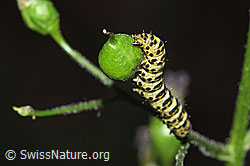 Shargacucullia scrophulariae caterpillar on Scrophularia nodosa (F329220) Shargacucullia scrophulariae caterpillar on Scrophularia nodosa (F329220)