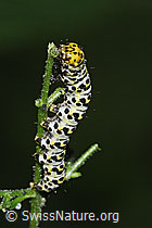 Shargacucullia scrophulariae caterpillar on Scrophularia nodosa (27.06.2026, F329224)