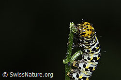 Shargacucullia scrophulariae caterpillar on Scrophularia nodosa (F329225) Shargacucullia scrophulariae caterpillar on Scrophularia nodosa (F329225)