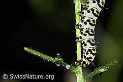 Shargacucullia scrophulariae caterpillar on Scrophularia nodosa (F329226) Shargacucullia scrophulariae caterpillar on Scrophularia nodosa (F329226)