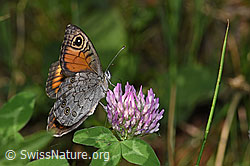 Trifolium pratense