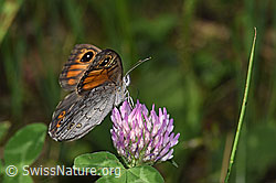 Lasiommata maera on Trifolium pratense (F329261) Lasiommata maera on Trifolium pratense (F329261)