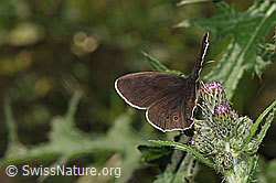 Aphantopus hyperantus on Cirsium palustre (F329273)
