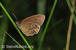 Brauner Waldvogel (Aphantopus hyperantus) (F329274)
