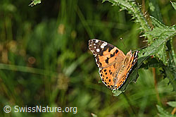 Vanessa cardui (F329320) Vanessa cardui (F329320)