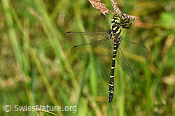Cordulegaster bidentata (F329329) Cordulegaster bidentata (F329329)