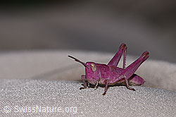 Chorthippus vagans (F330474) Chorthippus vagans (F330474)