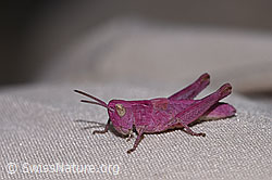Chorthippus vagans (F330476) Chorthippus vagans (F330476)