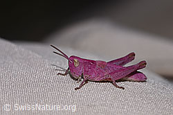 Chorthippus vagans (F330477) Chorthippus vagans (F330477)