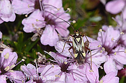 Grypocoris sexguttatus on Silene acaulis (F330657) Grypocoris sexguttatus on Silene acaulis (F330657)
