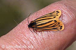 Setina aurita (07.2026, F331121) Setina aurita (07.2026, F331121)