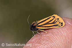 Setina aurita (F331122) Setina aurita (F331122)