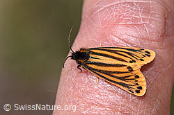 Setina aurita (F331124) Setina aurita (F331124)