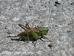 Foto: Warzenbeisser (Decticus verrucivorus)