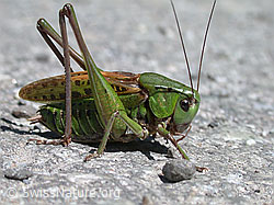 Foto: Warzenbeisser (Decticus verrucivorus)