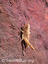 Photo: Kleine Goldschrecke (Euthystira brachyptera)