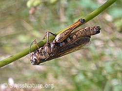 Photo: Gemeiner Grashüpfer (Chorthippus parallelus)