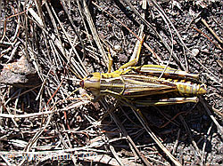 Photo: Grosse Höckerschrecke (Arcyptera fusca)