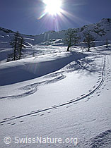 G001539: Winterlandschaft im Gegenlicht mit Skispuren