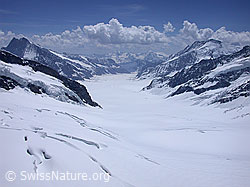 G002798: Jungfraujoch (Sphinx): Jungfraufirn und Aletschgletscher