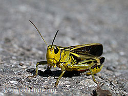 Photo: Grosse Höckerschrecke (Arcyptera fusca)