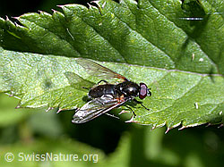 Foto: Gelbflügel-Erzschwebfliege (Cheilosia impressa)