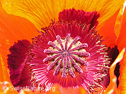 Foto: Blüte des Schlaf-Mohn