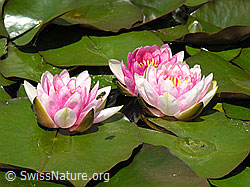 Photo: Hybrid-Seerosen