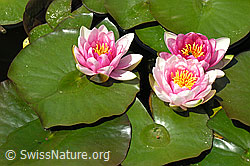 Photo: Hybrid-Seerose