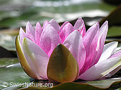 Photo: Blüte der Seerose