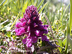 Photo: Quirlblättriges Läusekraut