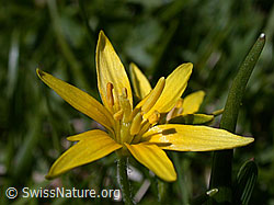 G011150: Röhriger Gelbstern, Blüte
