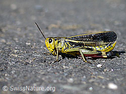 Photo: Grosse Höckerschrecke (Arcyptera fusca)