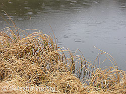 G014942: Ufer eines Bergsees im Herbst