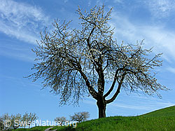 Foto: Stattlicher Kirschbaum, am Himmel Schleierwolken