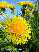 Photo: Löwenzahn