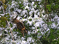 Photo: Rehkitz