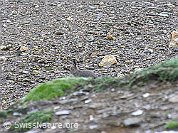 Foto: Schneehase (Lepus timidus)