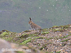 Foto: Schneehase (Lepus timidus), sitzend