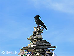 Photo: Alpendohle auf Steinmann